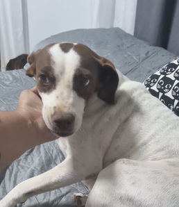 RESERVIERT: DULCE - ca. 2021 - sollte stranguliert werden