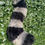 Thumbnail: Raccoon Tail- MADE TO ORDER