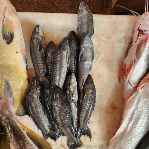 Tamoatás sobre a bancada no mercado em Monte Alegre.jpg