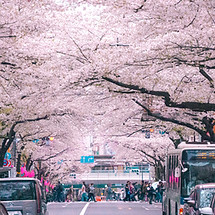 SV Mood Travel - авторские туры по Южной Корее