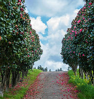 a dirt road surrounded by trees and flowers_edited.jpg