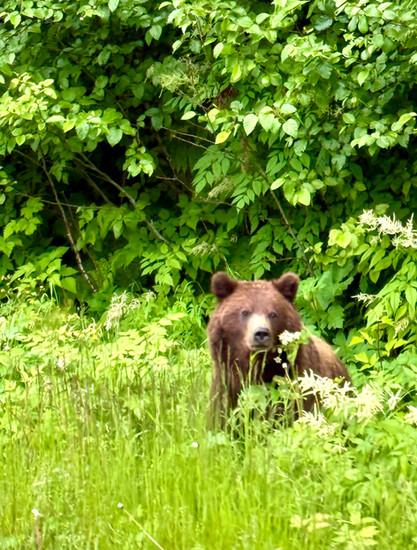 Haines is known as “The Adventure Capital of Alaska,” but it's also home to the Chilkat Bald Eagle Preserve, which hosts the largest seasonal congregation of bald eagles in the world.