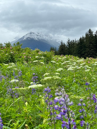 Our original plan to visit Icy Strait shifted due to weather, but Alaska’s wildness never disappoints. We explored Sullivan Island and St. James Bay, both rich in biodiversity and secluded beauty.