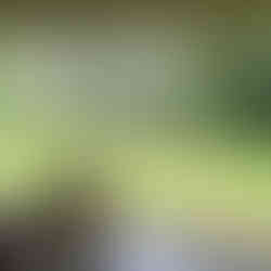 The inception of Santani is a narrative of passion and perseverance. Envisioned by a group of friends, united by their shared love for Sri Lanka and its timeless landscapes, the resort stands as a beacon of environmentalism. Amidst a 116-acre expanse of what was once a verdant tea plantation, Santani emerges as the first and only purpose-built wellness resort in Sri Lanka, meticulously designed to the highest standards of eco-friendliness and sustainability. The choice of location, after more than two years of diligent search, reflects a profound commitment to creating a healing space where the therapeutic embrace of nature is felt in every breath and sight.