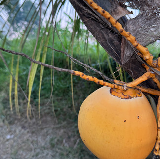 Laksventures exploring the spiritual and cultural wonders of Bali – Soul-searching journey through Bali, exploring temples, traditions, and natural beauty.