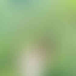 Laksventures exploring the spiritual and cultural wonders of Bali – Soul-searching journey through Bali, exploring temples, traditions, and natural beauty.