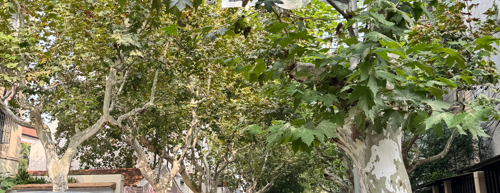 Shanghai Travel Guide: Exploring China’s Most Electric City