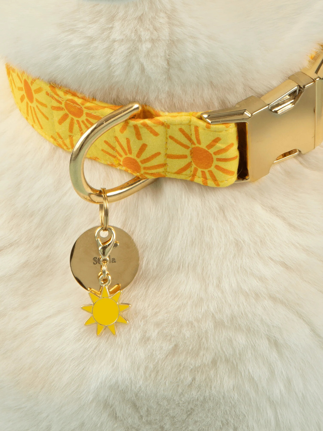 Dog Collar | Here Comes the Sun