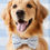 Thumbnail: Dog Bow Tie | Sky Blue Gingham