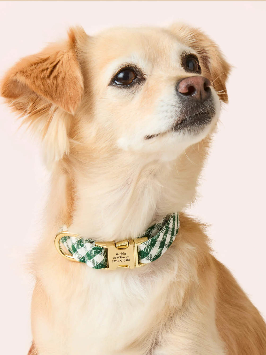 Dog Collar | Evergreen Gingham