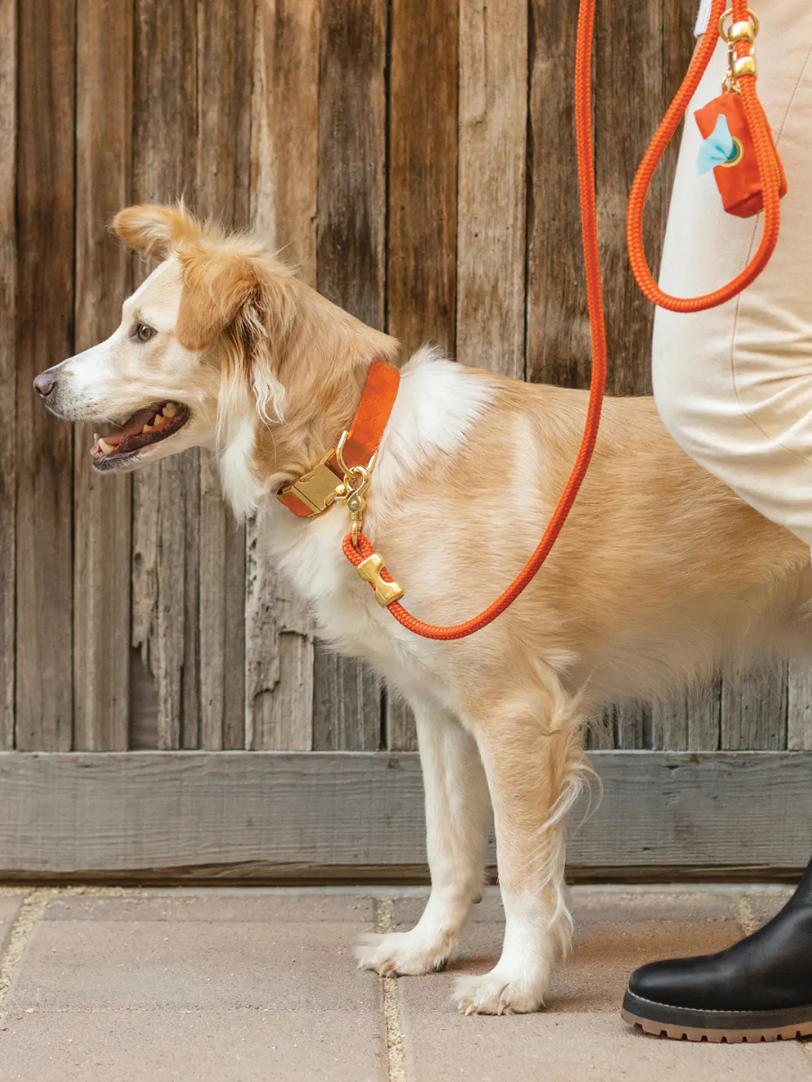 5ft Rope Dog Leash | Cider