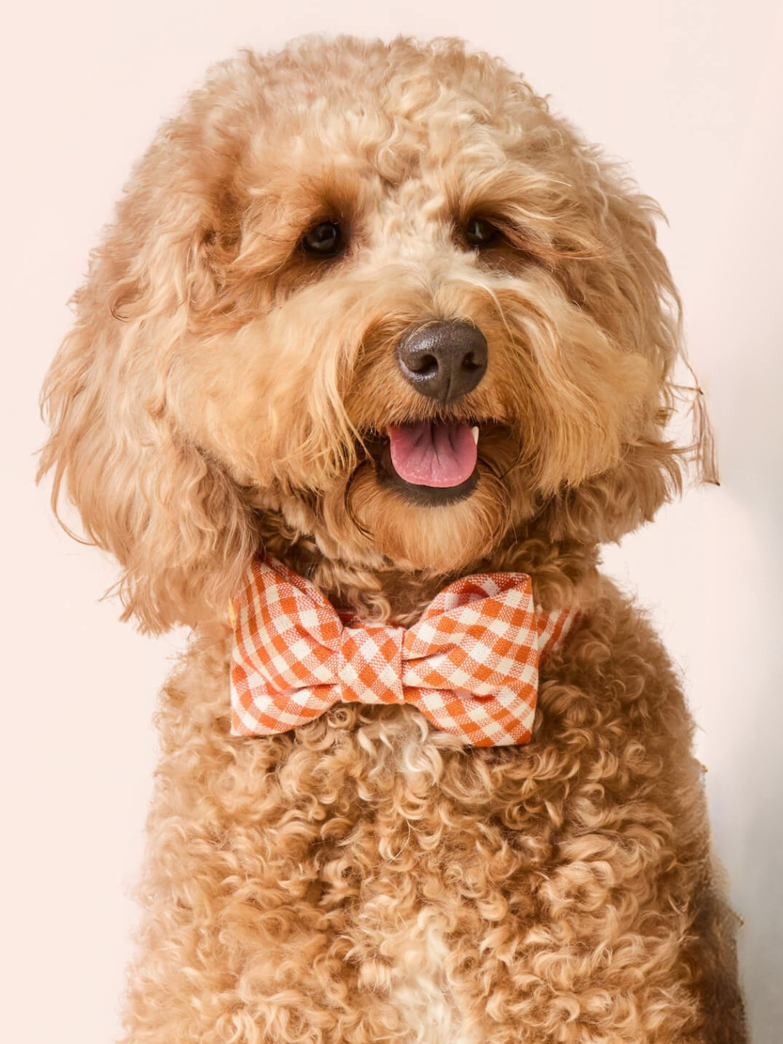 Dog Bow Tie | Volunteer