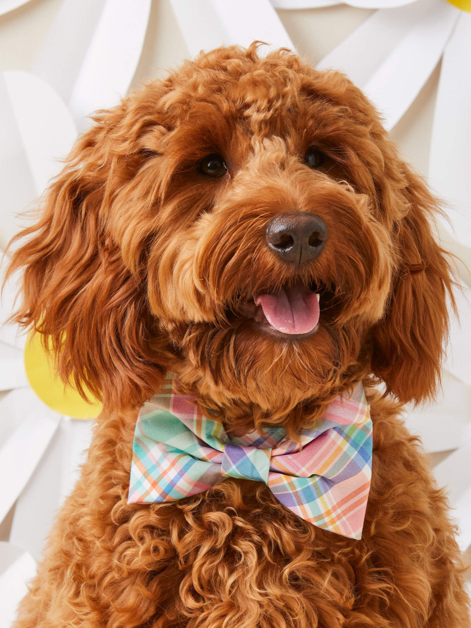 Dog Bow Tie | Blooming Plaid