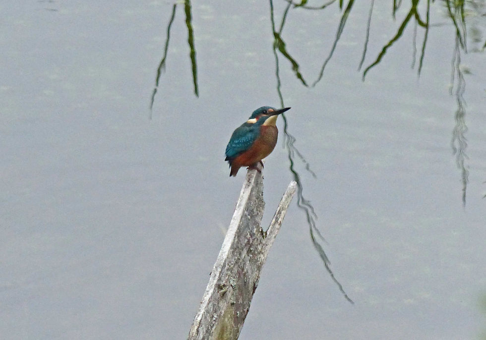 Kingfisher - by Cherry