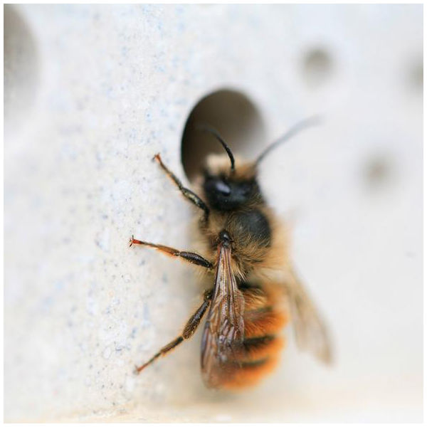 Thumbnail: Small Bee Block (GB)