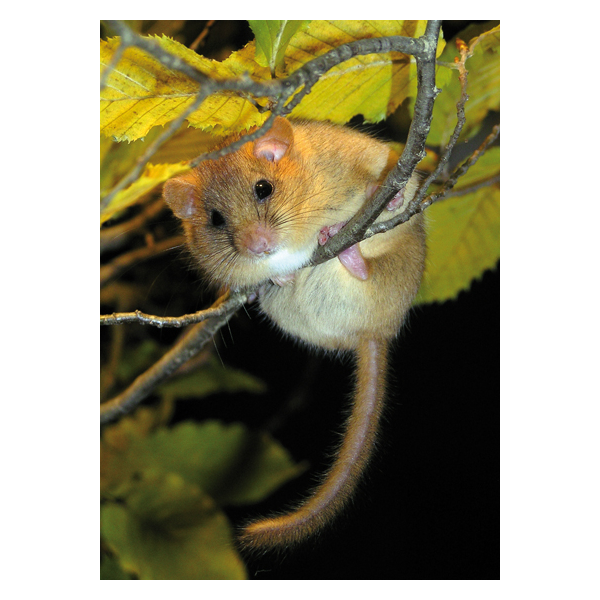 Thumbnail: Schwegler 2KS dormouse nest box