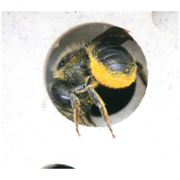 Thumbnail: Small Bee Block (GB)