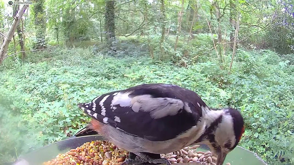 Thumbnail: FeatherSnap Bird Feeder Camera