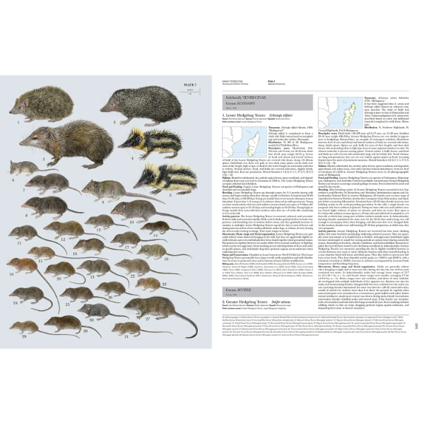 Thumbnail: Handbook of the Mammals of the World - Volume 8