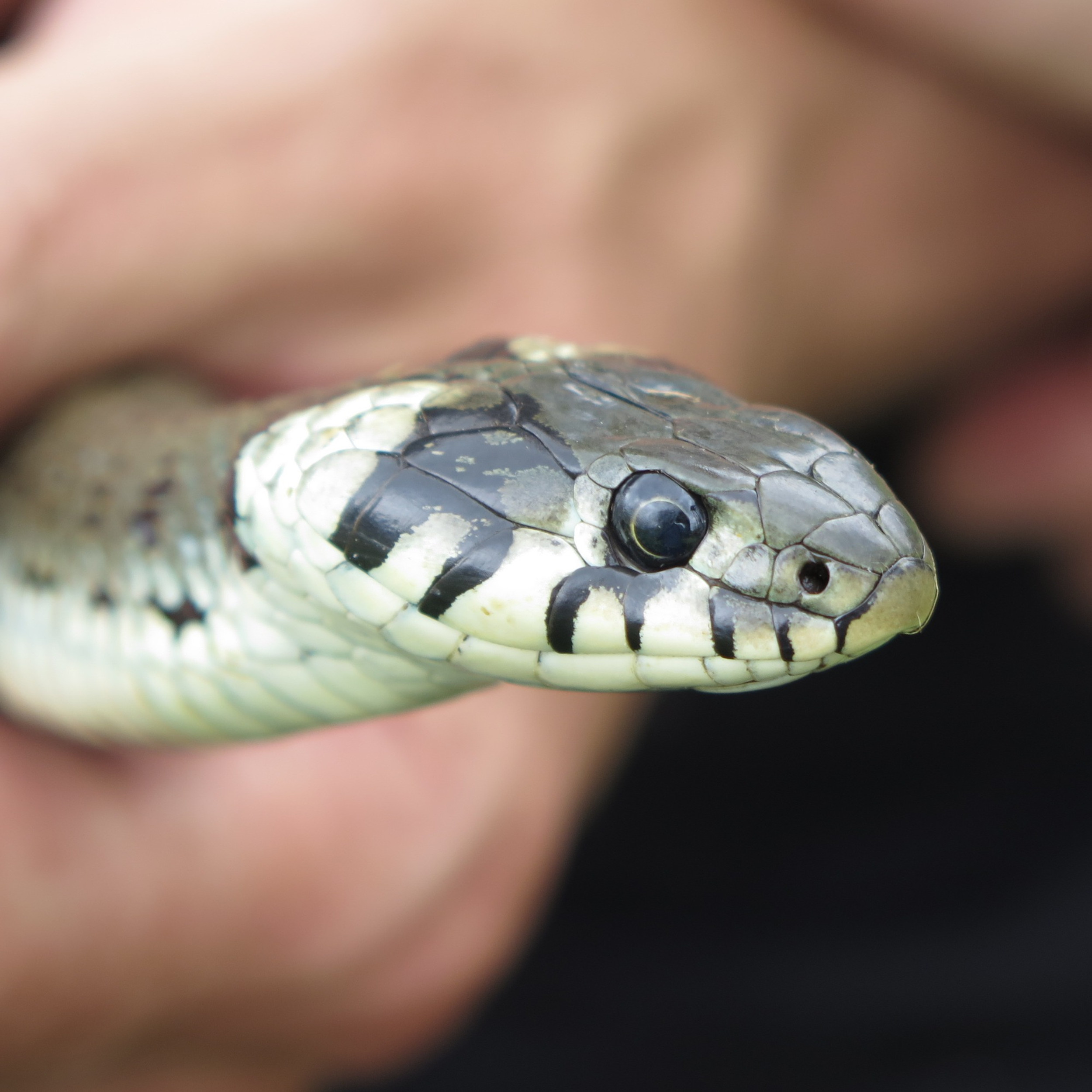 Reptiles Wildlife Services