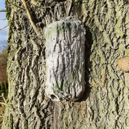 Bark Hibernation Bat Box Wildlife Services