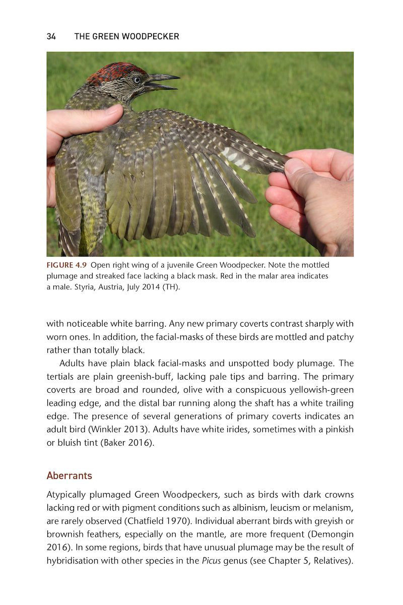Thumbnail: The Green Woodpecker