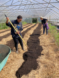 spreading compost