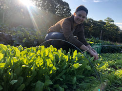 cutting arugula for CSA