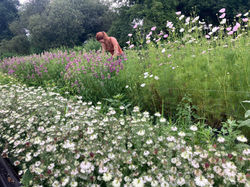 harvesting flowers