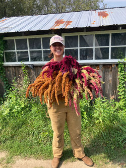 Amaranth harvested for drying