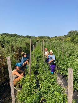 harvesting peppers