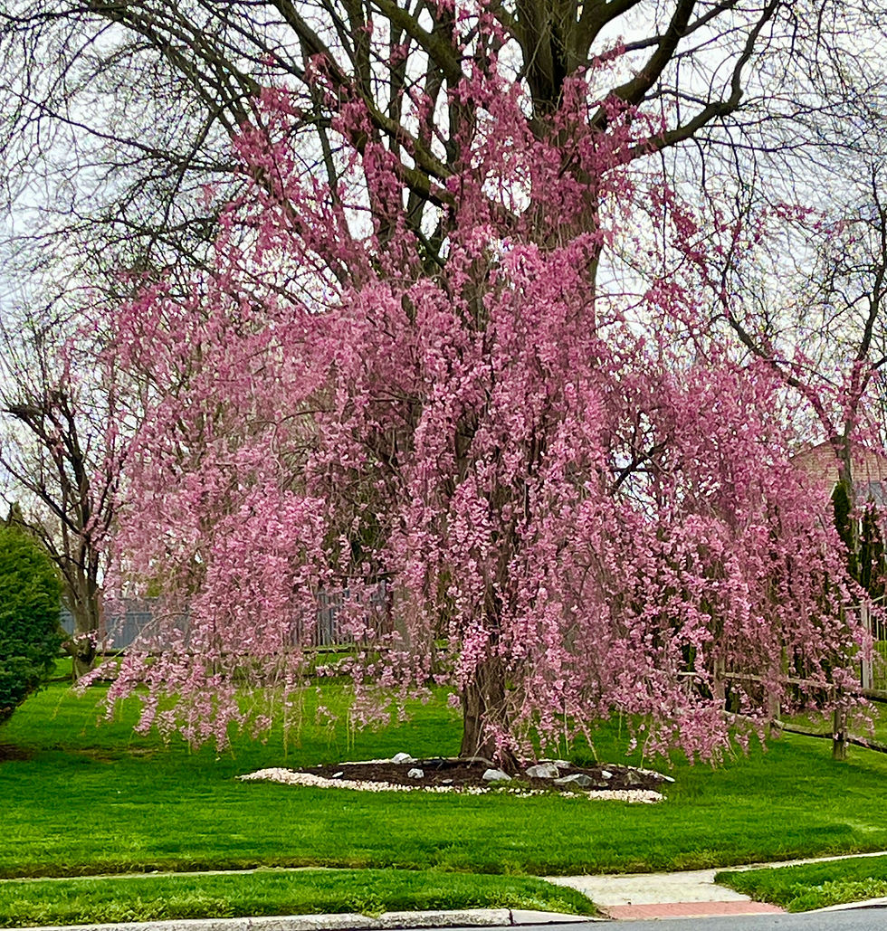 Pink Weeping Cherry tree