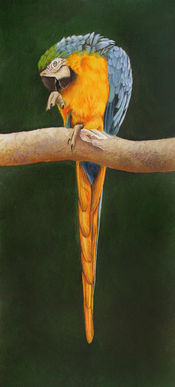 Macaw painting