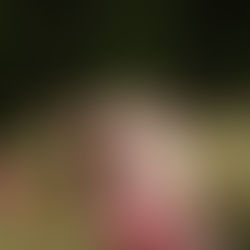 Maternity| Zinnias & Baby Bumps| North Carolina Maternity Photographer