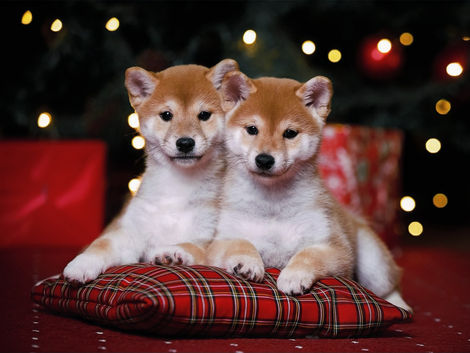 29.09.2023 Shiba puppies