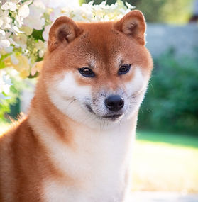 AMAKI NO NAOTORA GO KURASHIKI NISHISOU