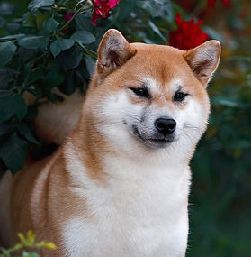 FUDZISAN GOICHI AZUMA