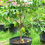 Hình thu nhỏ: Cây khế ngọt có trái grafted ~40in