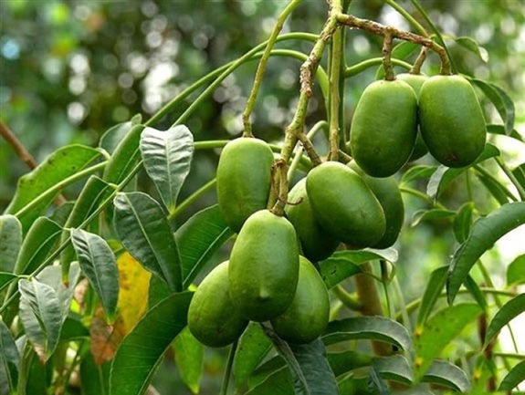 Thumbnail: Cây cóc thái ~20-24in grafted có trái 