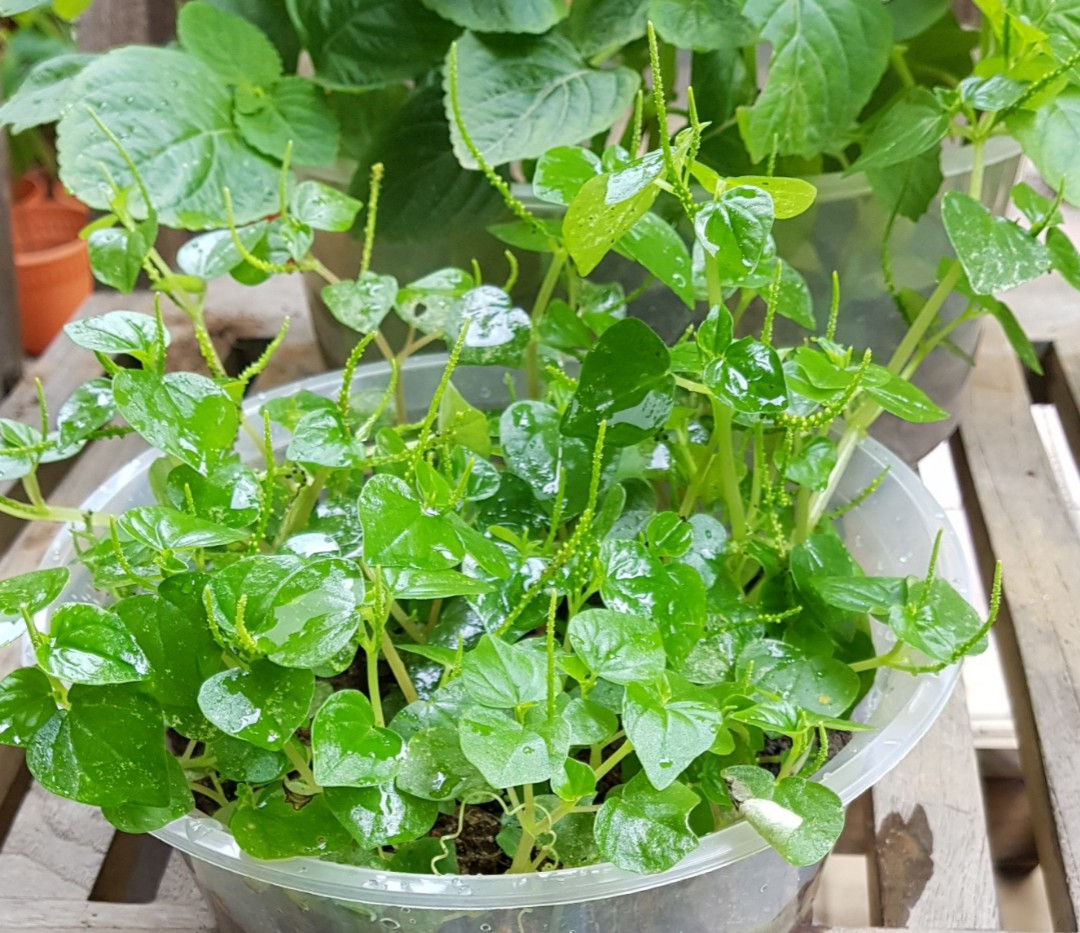 Chậu rau càng cua