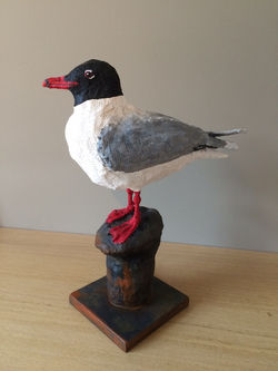 Mouette mélanocéphale