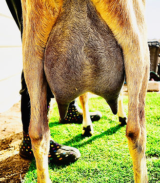 Buttercups udder