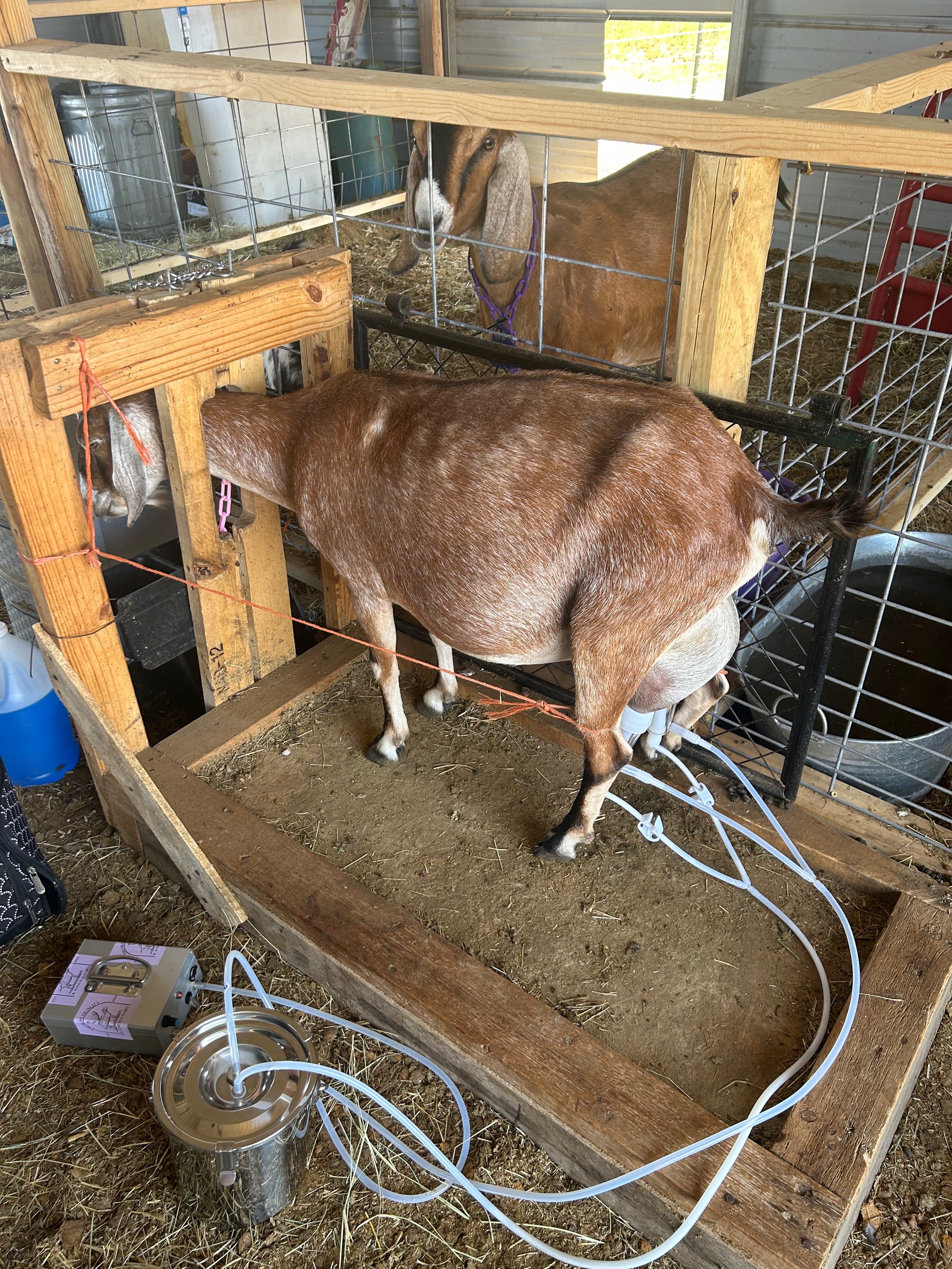 Writer: 4lranchdairygoats