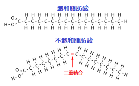 脂肪酸の種類と働き①