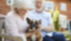 Volunteer to Save Dogs in Georgia