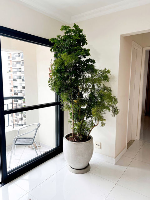 Árvore da Felicidade