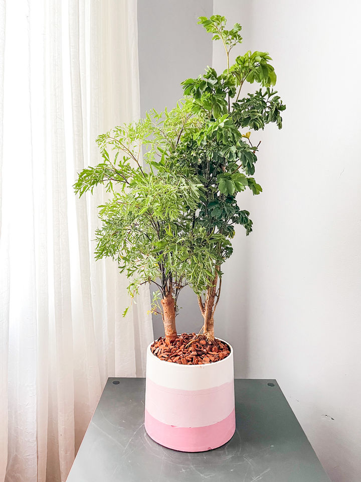 Árvore da Felicidade tipo Bonsai no vaso Artesanal