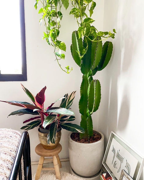 Euphorbia
