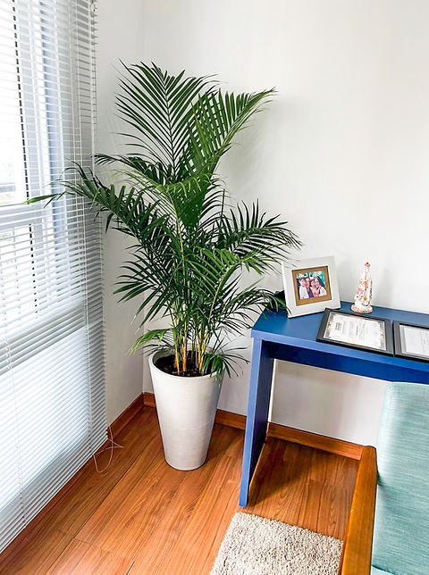 Palmeira Areca Bambu no vaso de cimento cônico GG | Oficina Manual