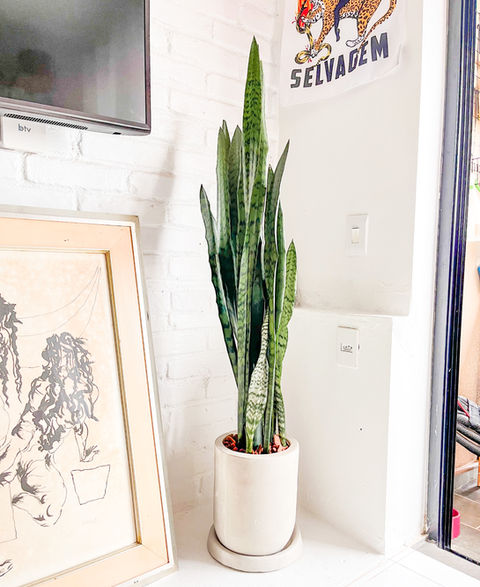 Espada de São Jorge